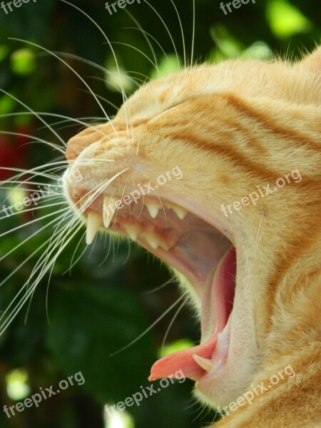 Cat Yawn Yawning Sleep Language