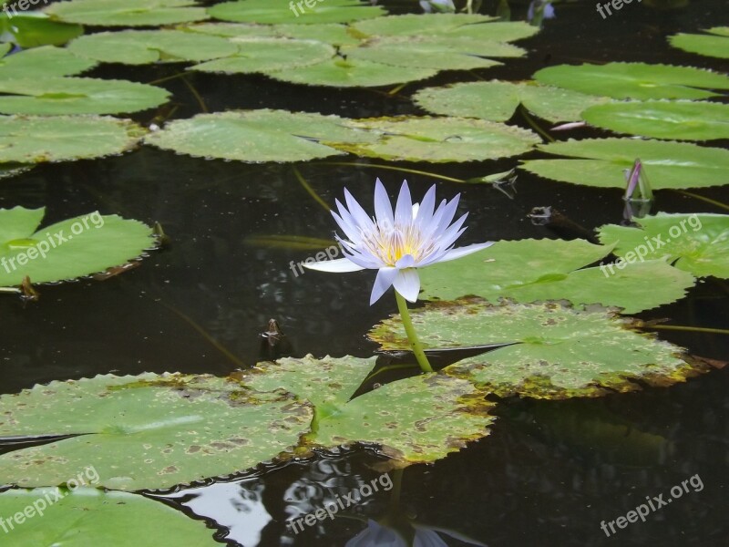 Lily Enlightenment Buddha Lotus Symbol