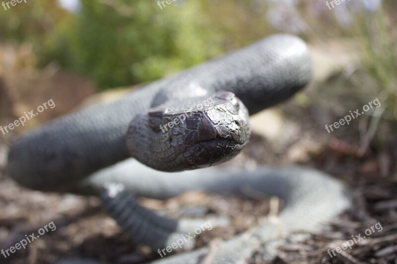 Snake Statue Up-close Free Photos