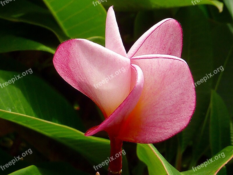 Flower Nature Pink Frangipani Free Photos