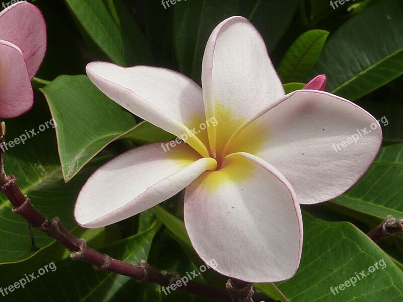 Flower White Frangipani Nature Free Photos