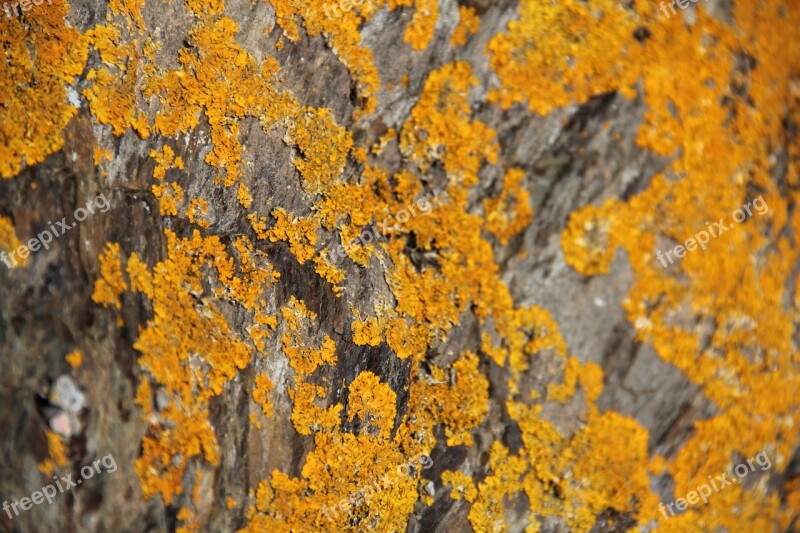 Foam Lichen Yellow Nature Pierre