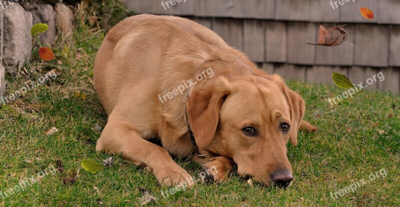 Dog Labrador Lying Animal Pet