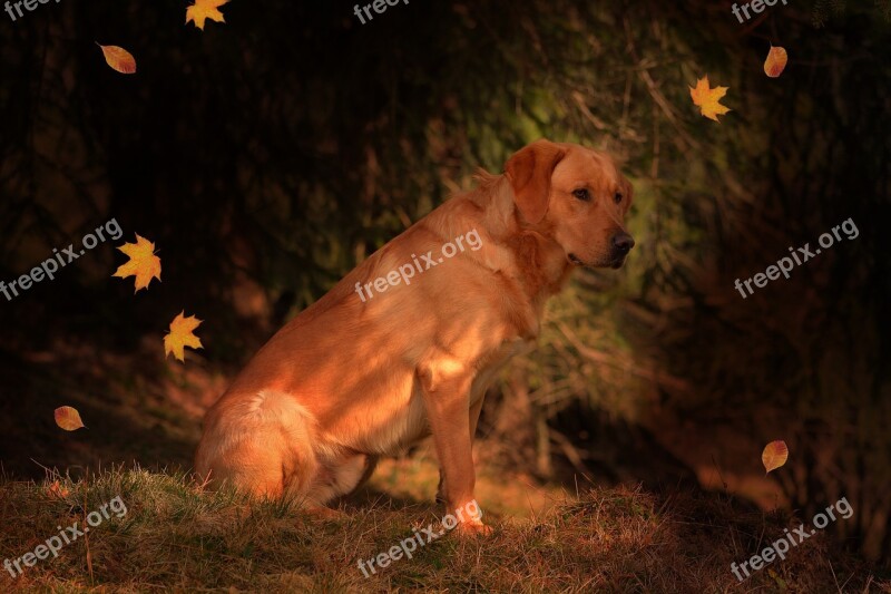 Dog Labrador Pet Animal Fur