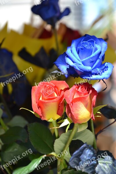 Rosa Flower Bouquet Free Photos