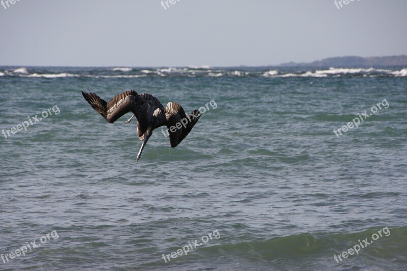 Pelikan Pacific Sea Bird Costa Rica