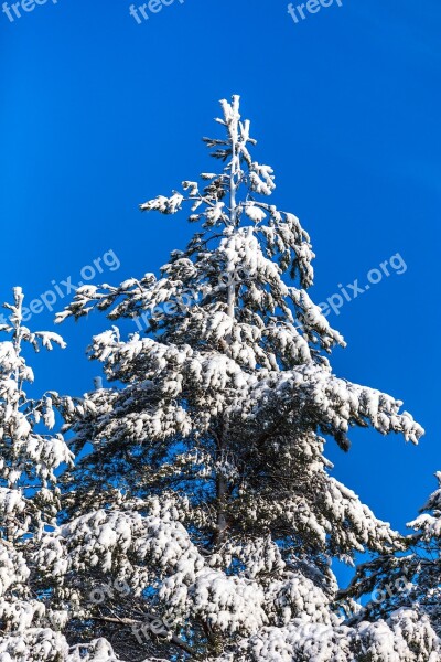 Six Tree Winter Sky Free Photos