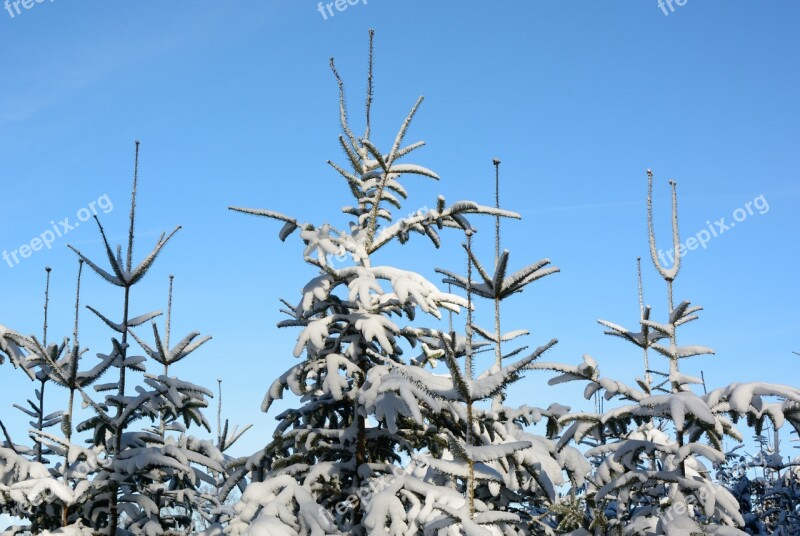 Snow Winter Fir Tips Firs Wintry