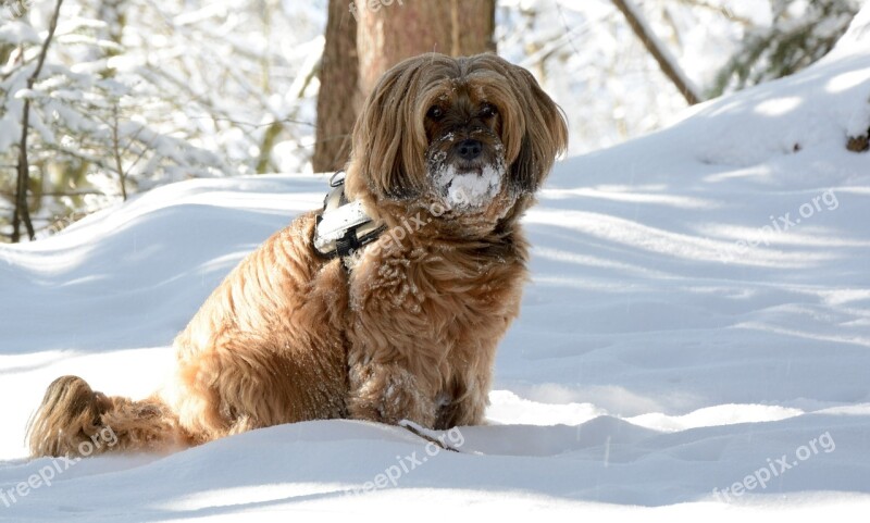 Dog Winter Snow Animal Race