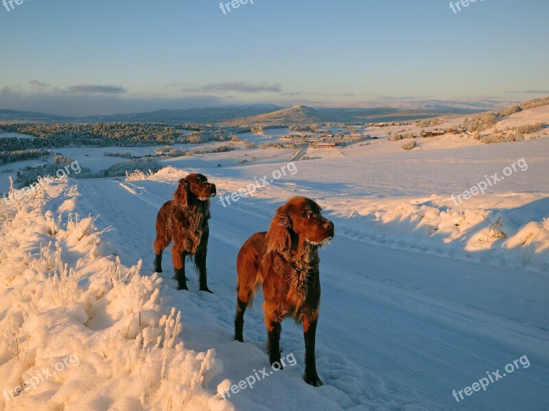 Dogs Norway Winter Dalsbygda Free Photos