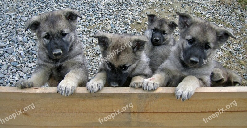 Puppies Dalsbygda Norway Free Photos