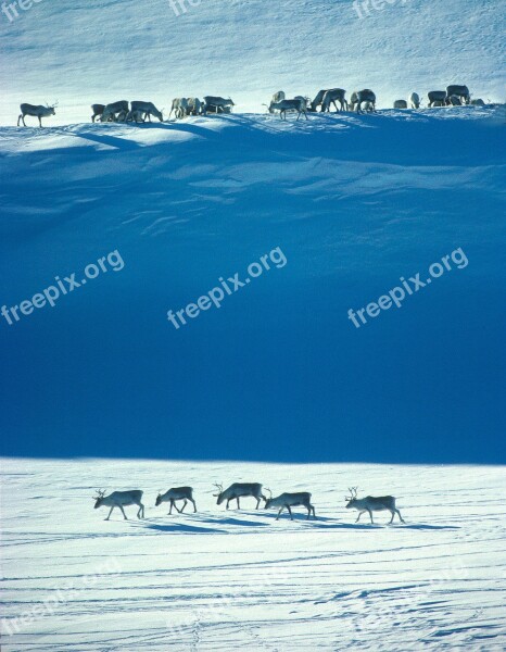 Norway Wild Reindeer Winter The Nature Of The Snow