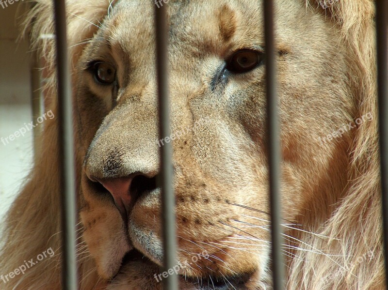 Lion Zoo Cage Free Photos