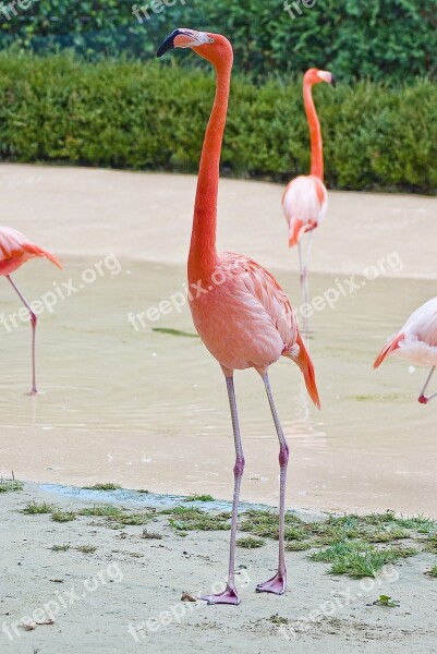 Flamingo Zoo Park Birds New