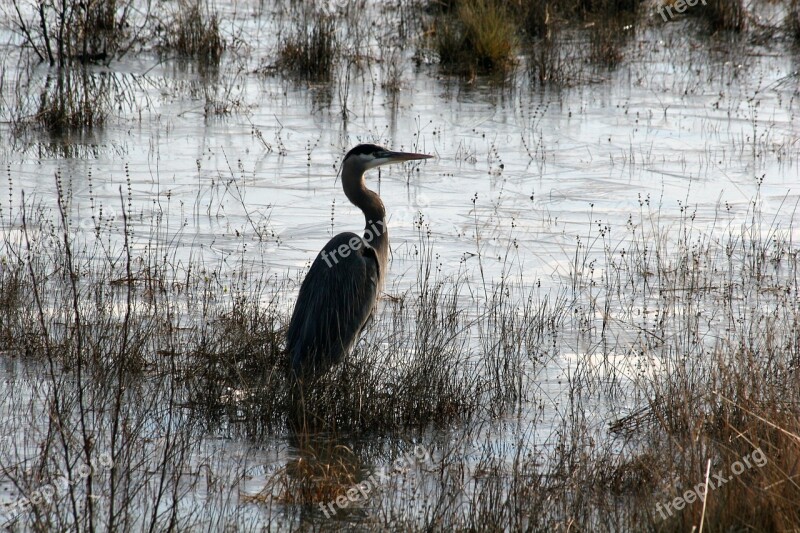 Heron Marsh Bird Wildlife Nature