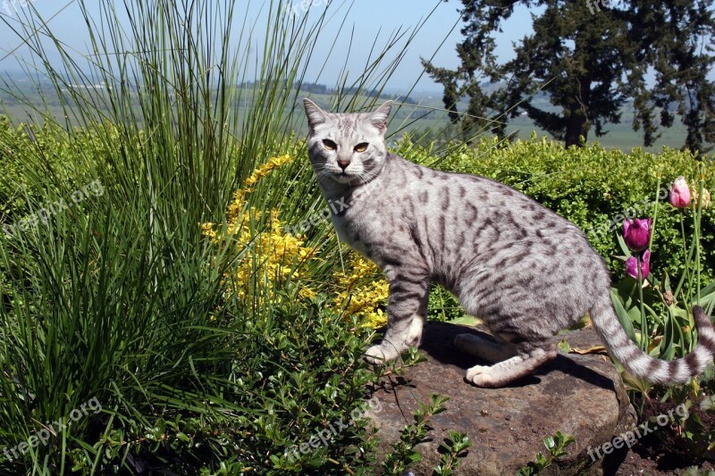 Cat Lynx Animal Feline Hunter