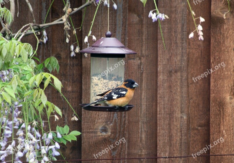 Bird Grosbeak Wildlife Avian Ornithology