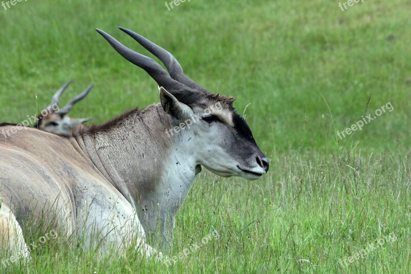 Eland Deer Antelope Elk Wildlife