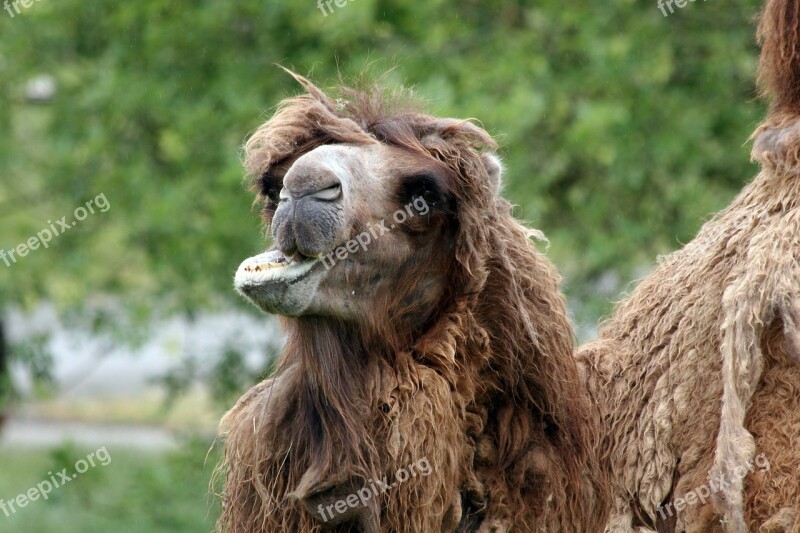 Camel Wildlife Animal Smile Wilderness