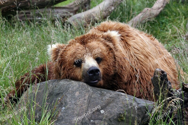 Bear Wildlife Animal Brown Wilderness