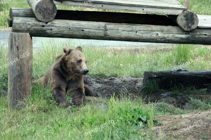 Bear Wildlife Animal Brown Wilderness