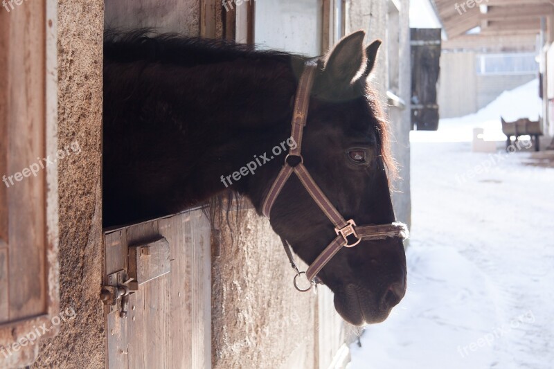 Horse Stall Outlook Brown Reiterhof