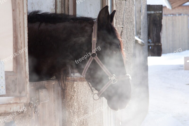 Horse Stall Outlook Brown Reiterhof