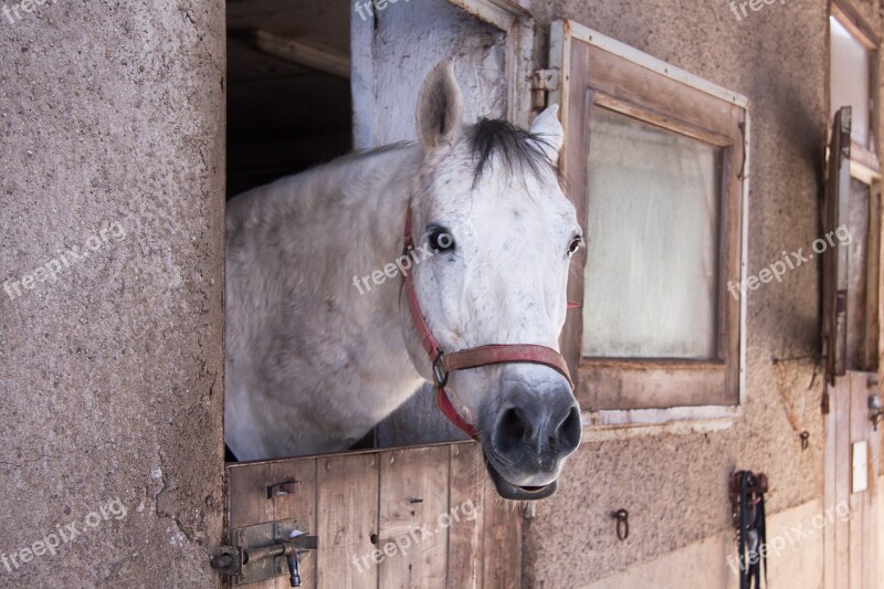 Horse Stall Outlook Mold Reiterhof