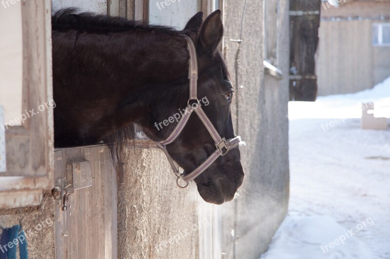 Horse Stall Outlook Brown Reiterhof