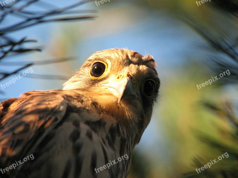 Falcon Kestrel Bird Brown Feather