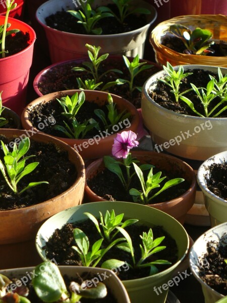 Pot Seedling Flower Gardening Growing