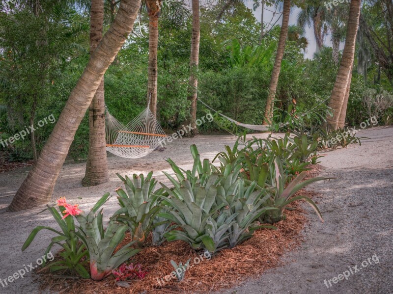 Naples Botanical Garden Hammock Palm Trees