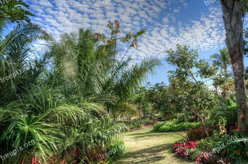 Naples Botanical Garden Palm Trees Green