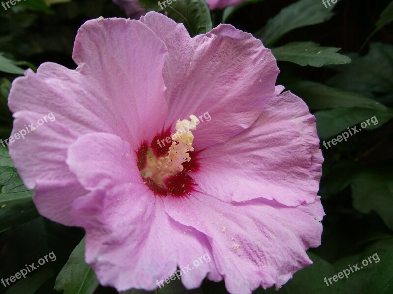 Mallow Pink-flowered Flower Deciduous Macro