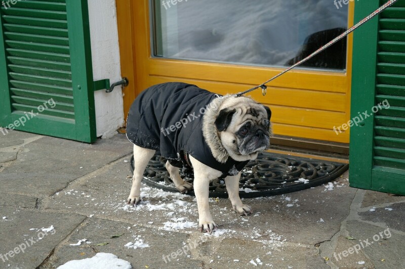 Pug Dog Winter Cold Pet