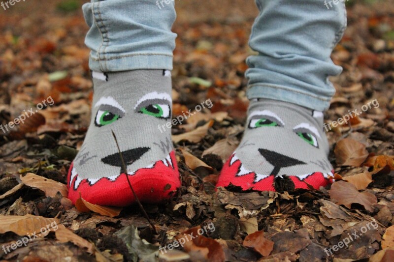 Socks Autumn Wolf Color Free Photos