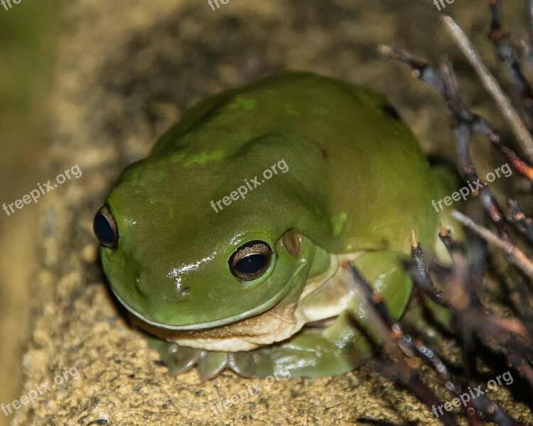 Green Tree Frog Frog Wildlife Green Queensland