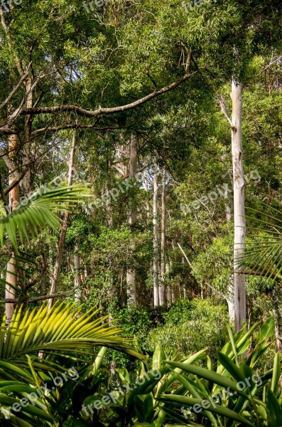 Rain Forest Forest Australia Queensland Gum Trees