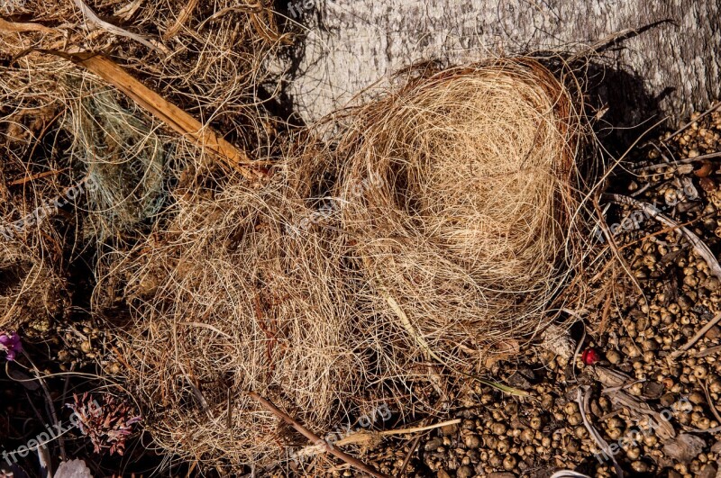 Nest Bird's Nest Fallen Nature Woven