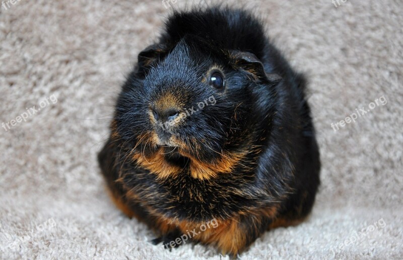 Guinea Pig Rosette Black Tan Black Red Loh Rodent