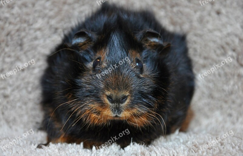 Guinea Pig Rosette Black Tan Black Red Loh Animal