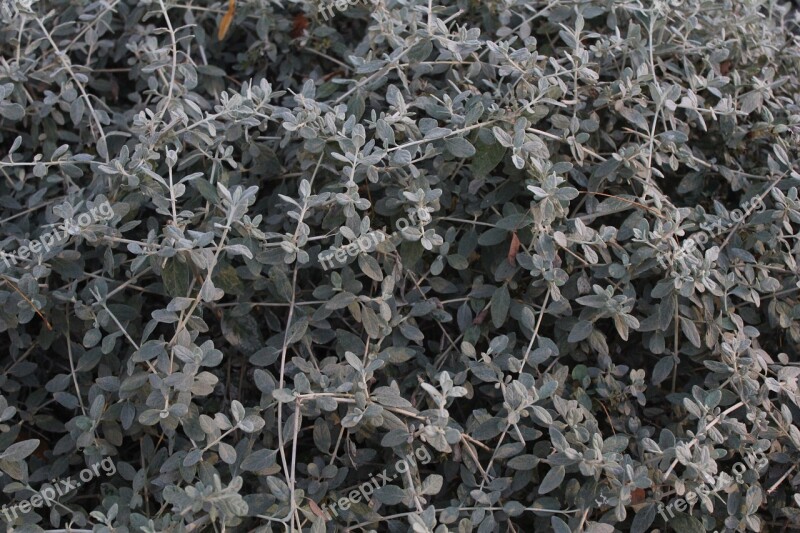 Shrub Plant Nature Green Grey