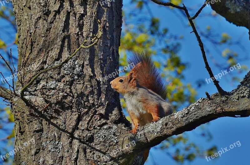 Squirrel Animal Wild Nature Wildlife