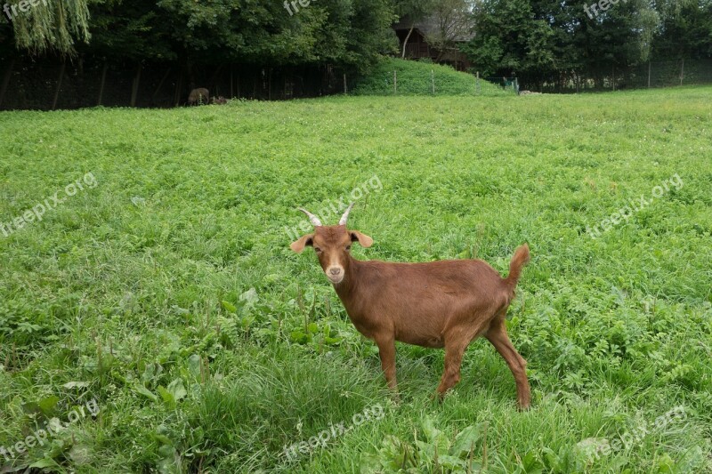 Goat Animal Farm Mammals Domestic Goat