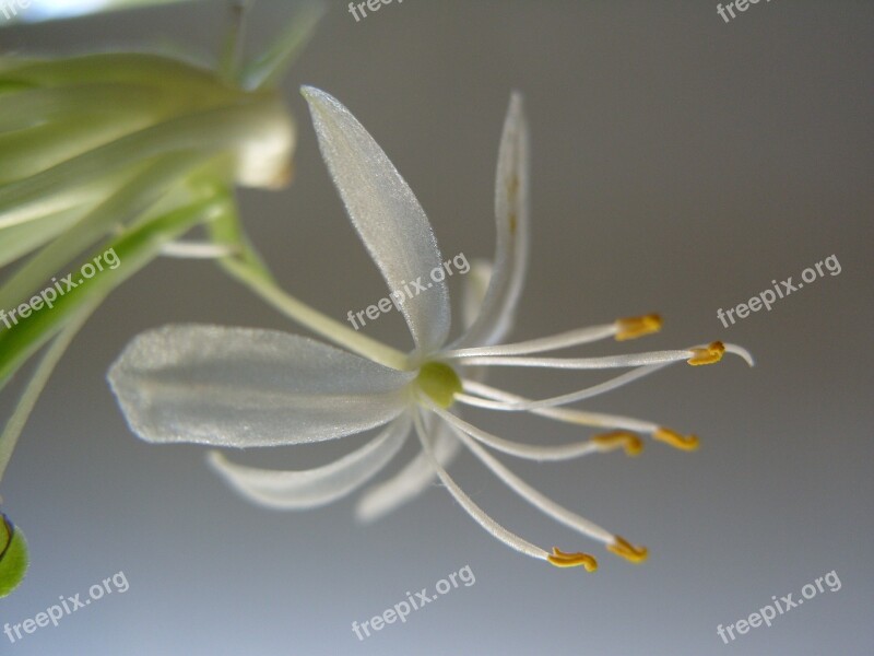 Macro Flower Spider-plant Bloom Indoor Plant Botanical