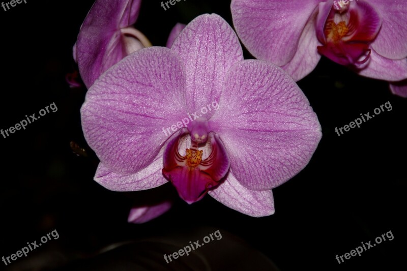 Orchid Pink Purple Phalaenopsis Painting