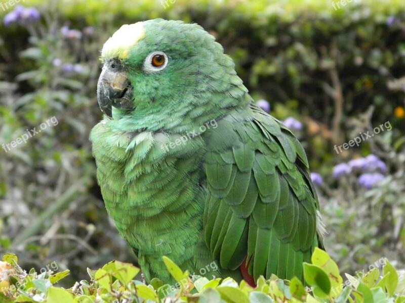 Parrot Ave Animals Parrot Cariamarillo Free Photos