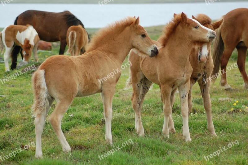 Foal Icelandic Horses Iceland Free Photos