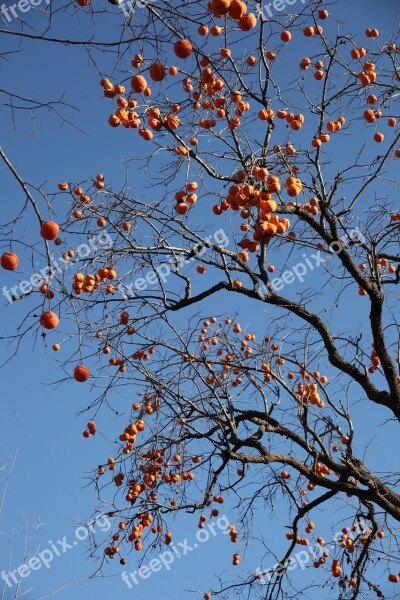 The Persimmon Tree Fruit Trees Fruits Persimmon Free Photos