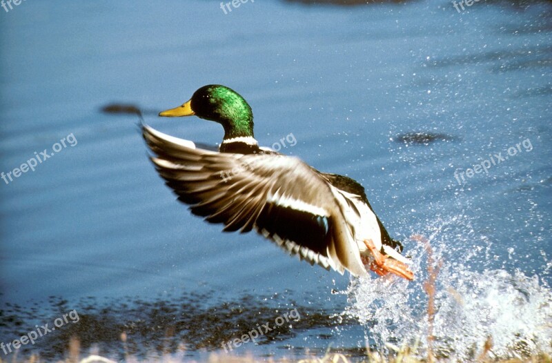 Mallard Duck Flying Drake Male